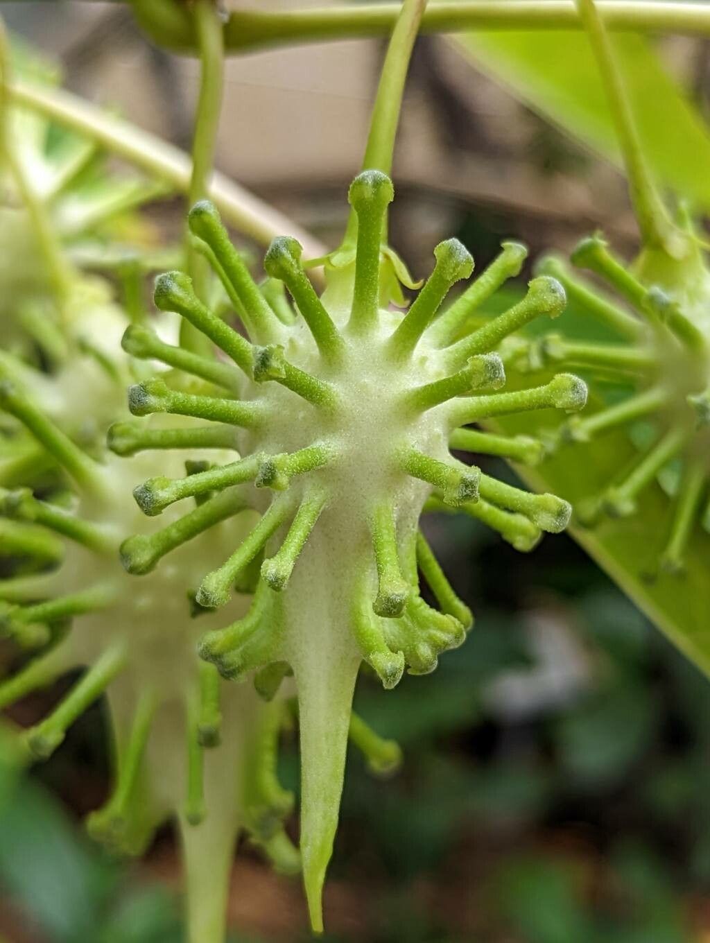 Uncarina perrieri fruit