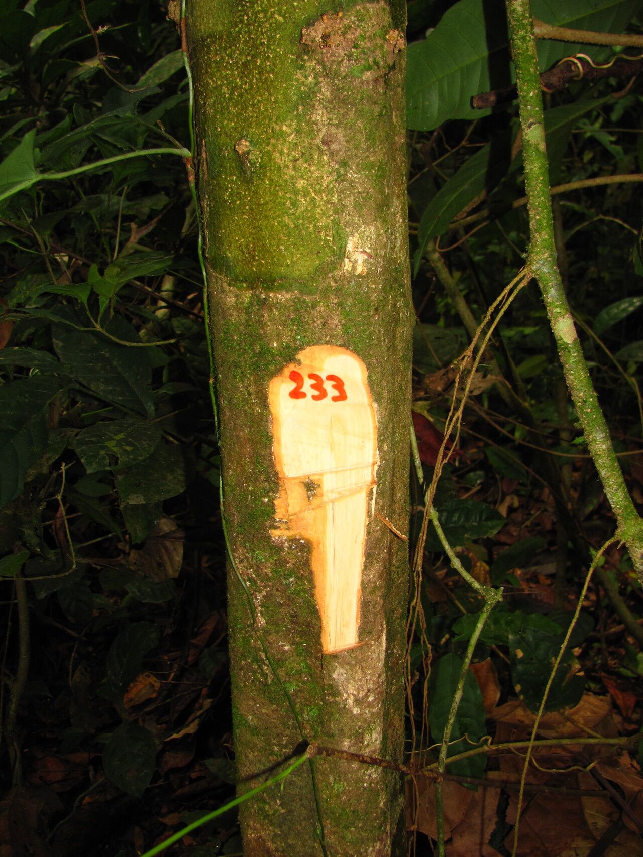 Drypetes staudtii bark