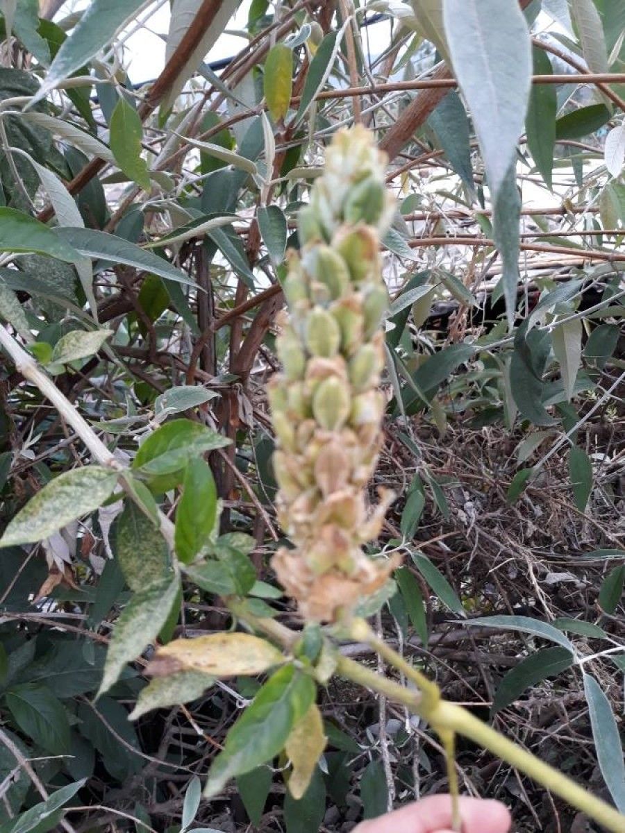 Justicia schimperiana fruit