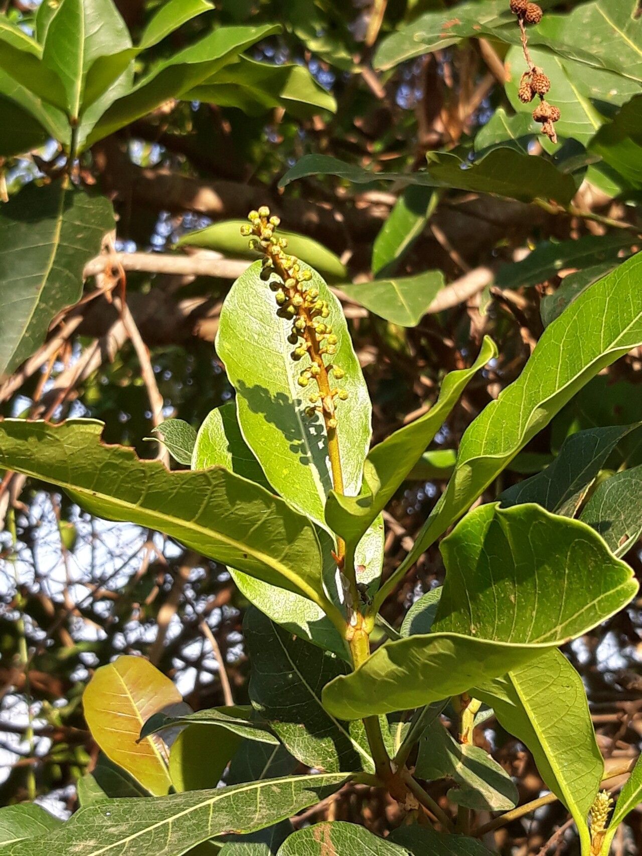 Byrsonima laxiflora leaf