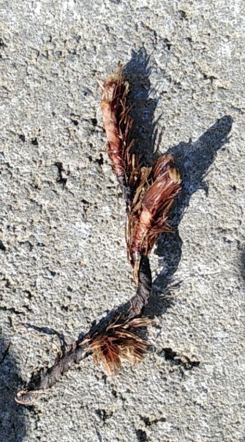 Posidonia oceanica bark