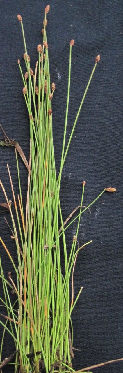 Eleocharis sellowiana other