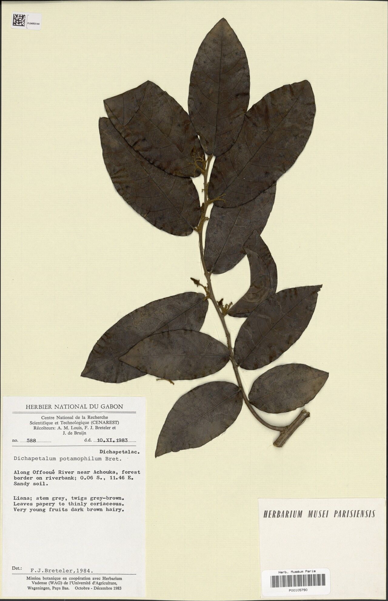 Dichapetalum potamophilum — houseplant care guide