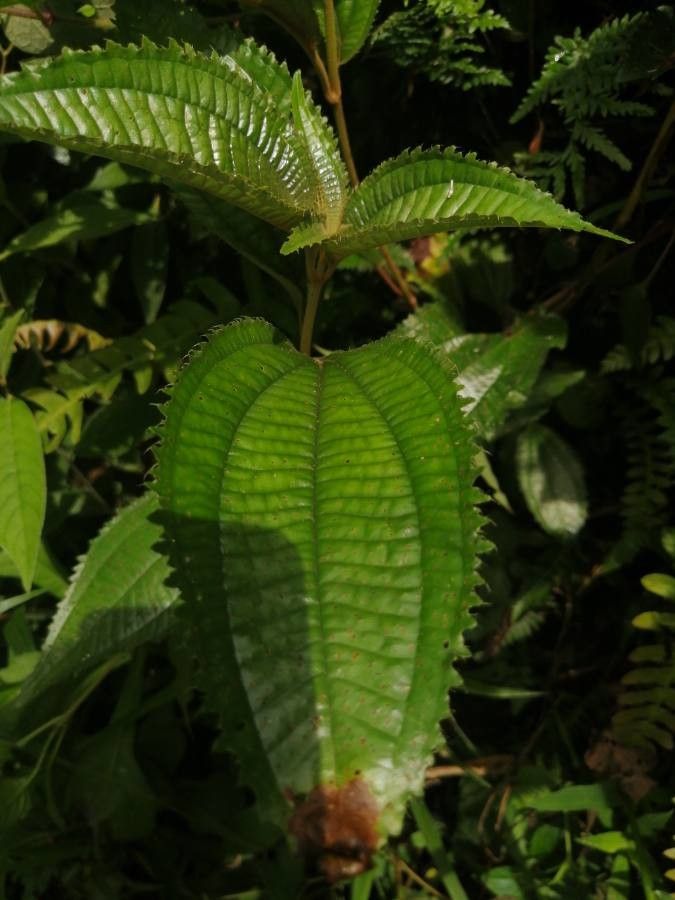 Miconia conosetosa — houseplant care guide