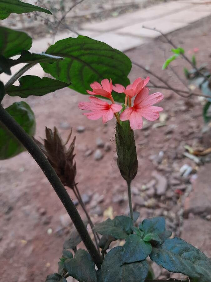 Crossandra massaica flower