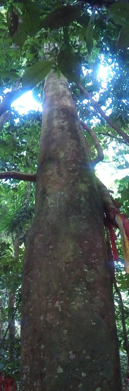 Sloanea dasycarpa — houseplant care guide