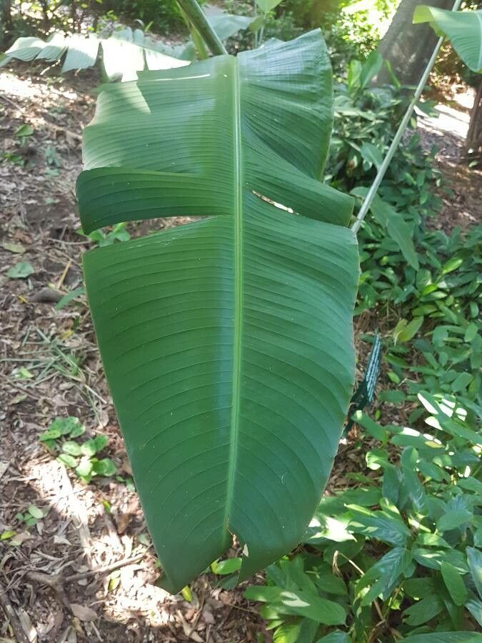 Heliconia metallica leaf