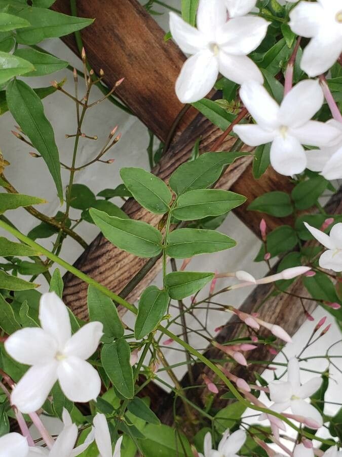 Jasminum polyanthum — search result for 'Myanmar'
