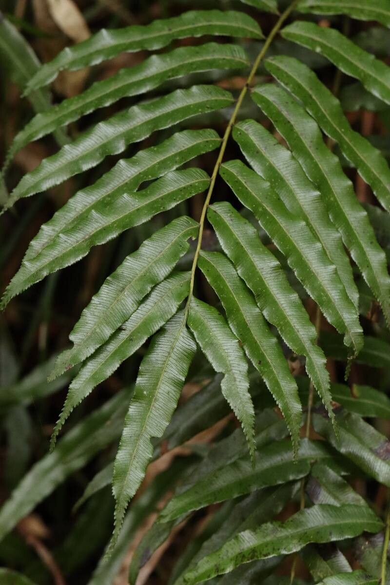 Plagiogyria euphlebia — related species from the same genus