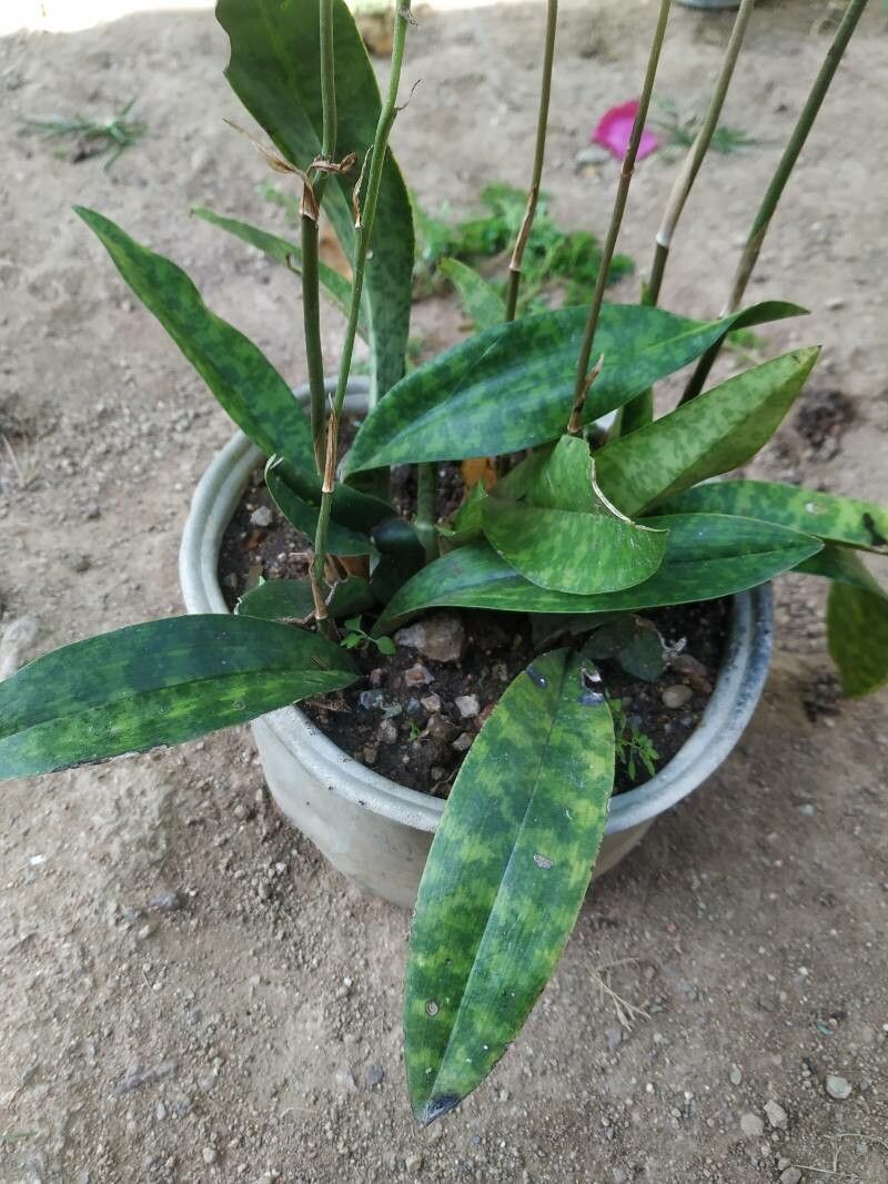 Eulophia maculata leaf