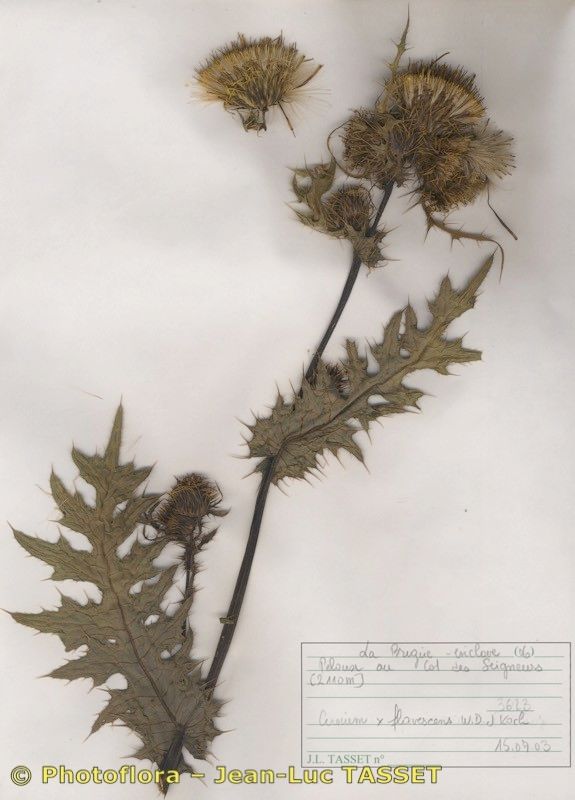 Cirsium x flavescens — search result for 'Cirsium'