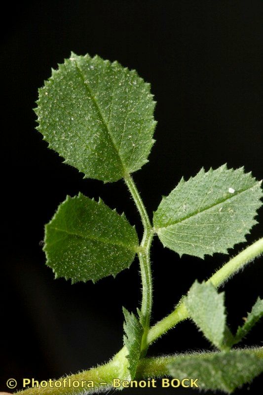 Ononis pinnata — houseplant care guide