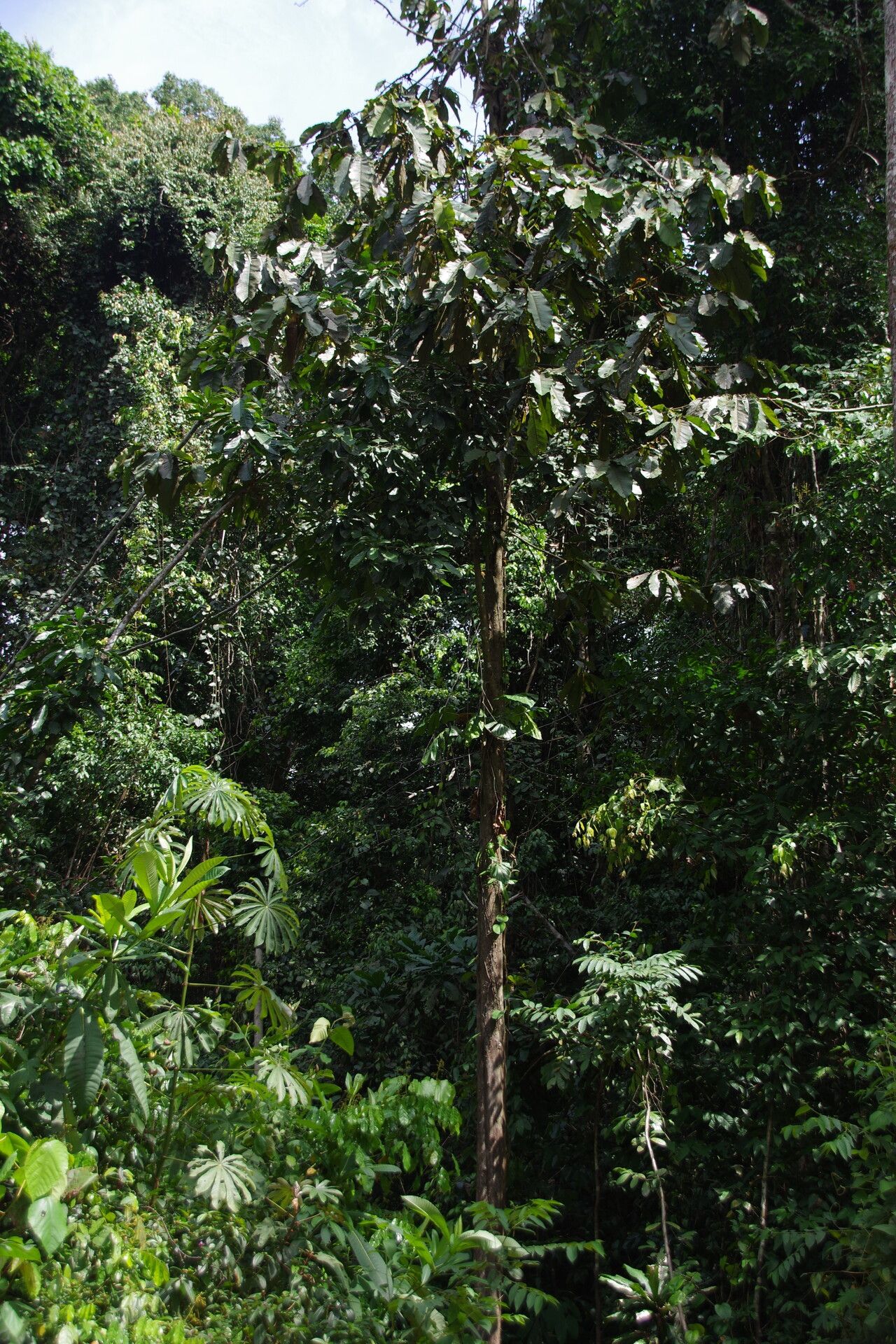 Piptostigma calophyllum habit