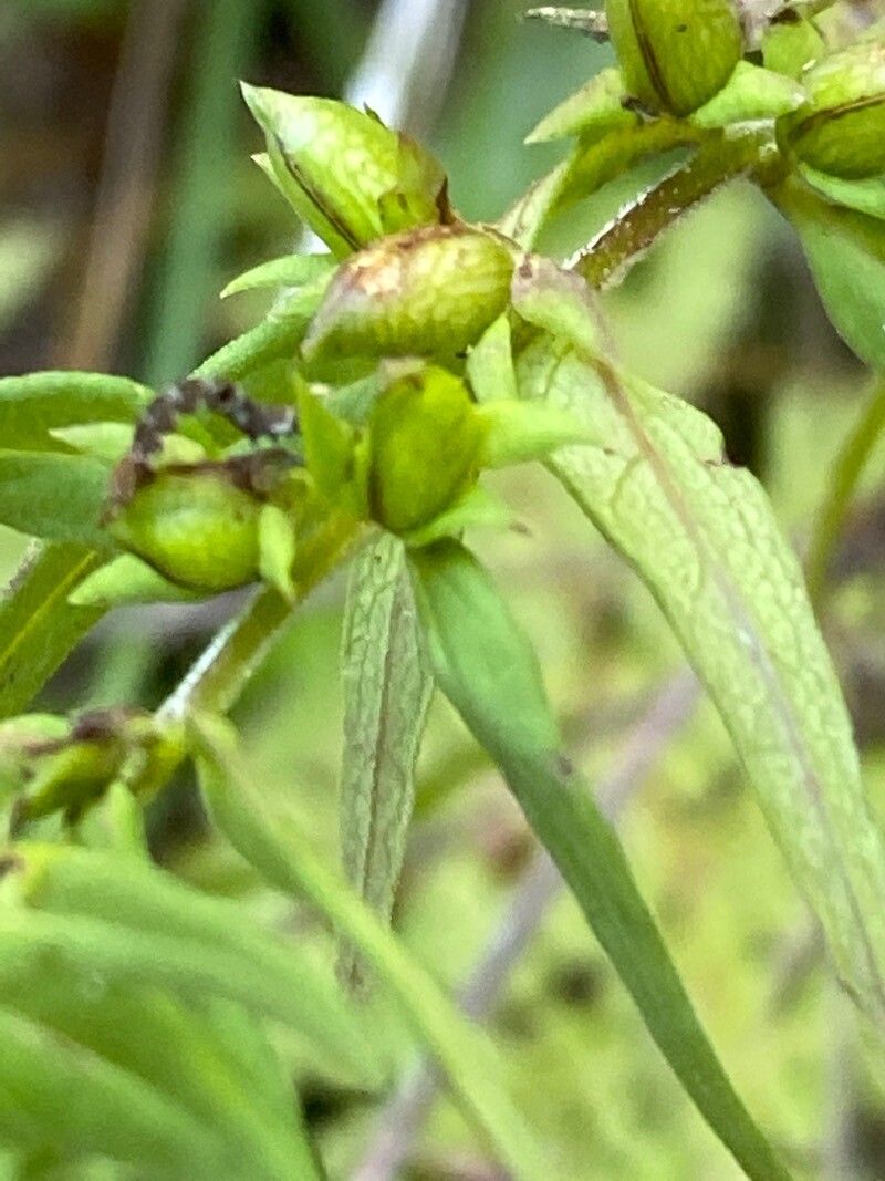 Melampyrum sylvaticum fruit
