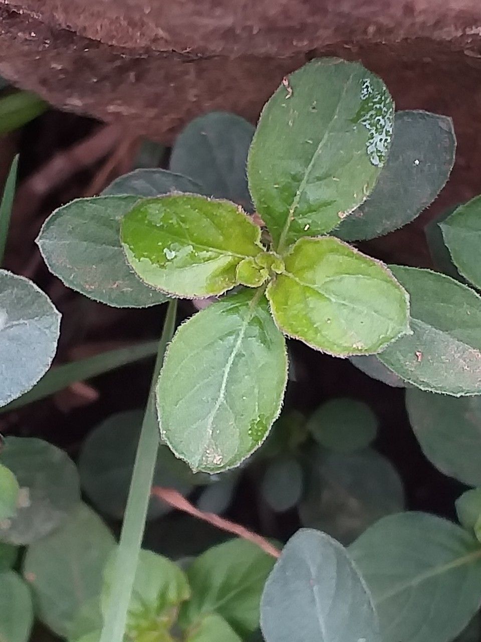 Achyranthes aspera leaf