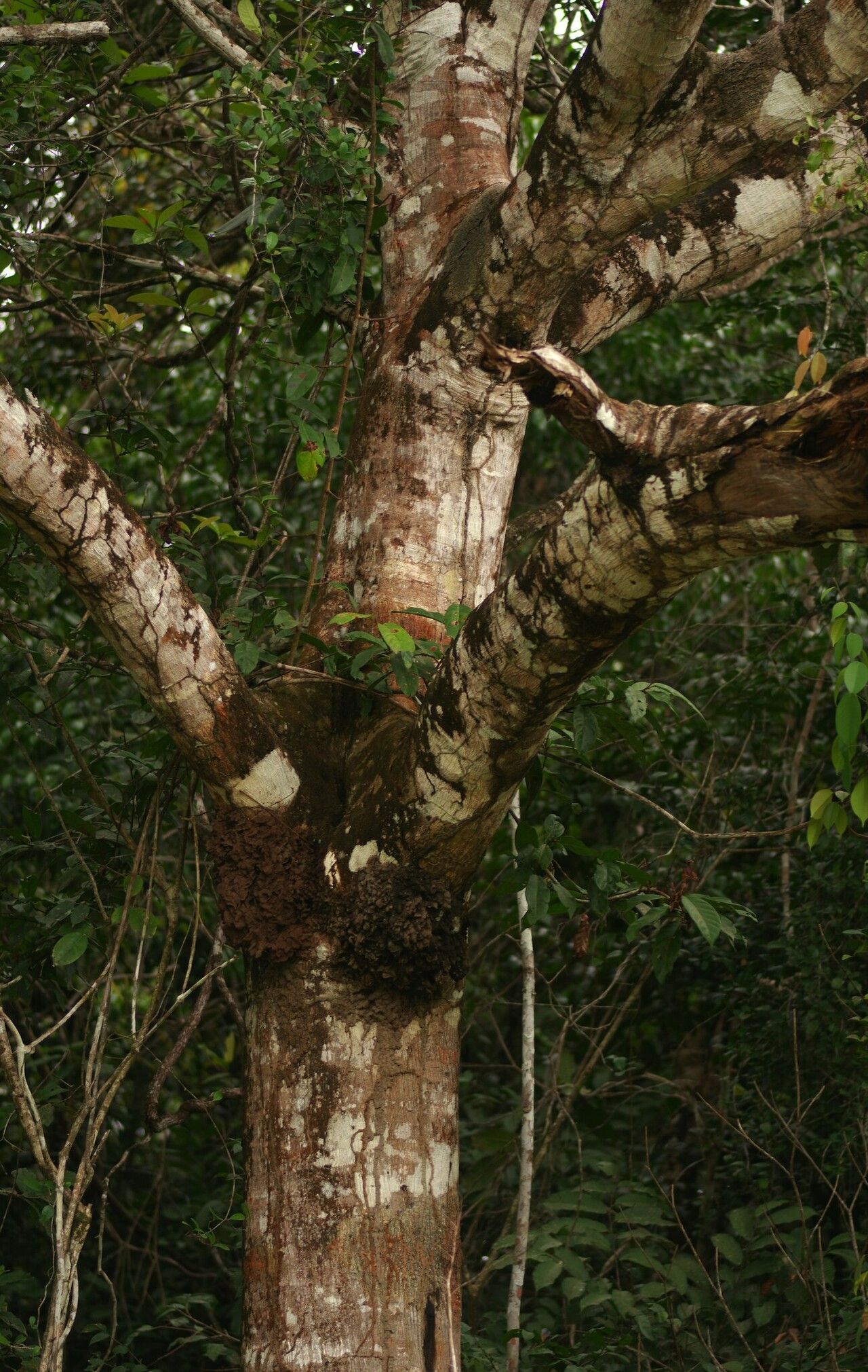 Tachigali micropetala — houseplant care guide