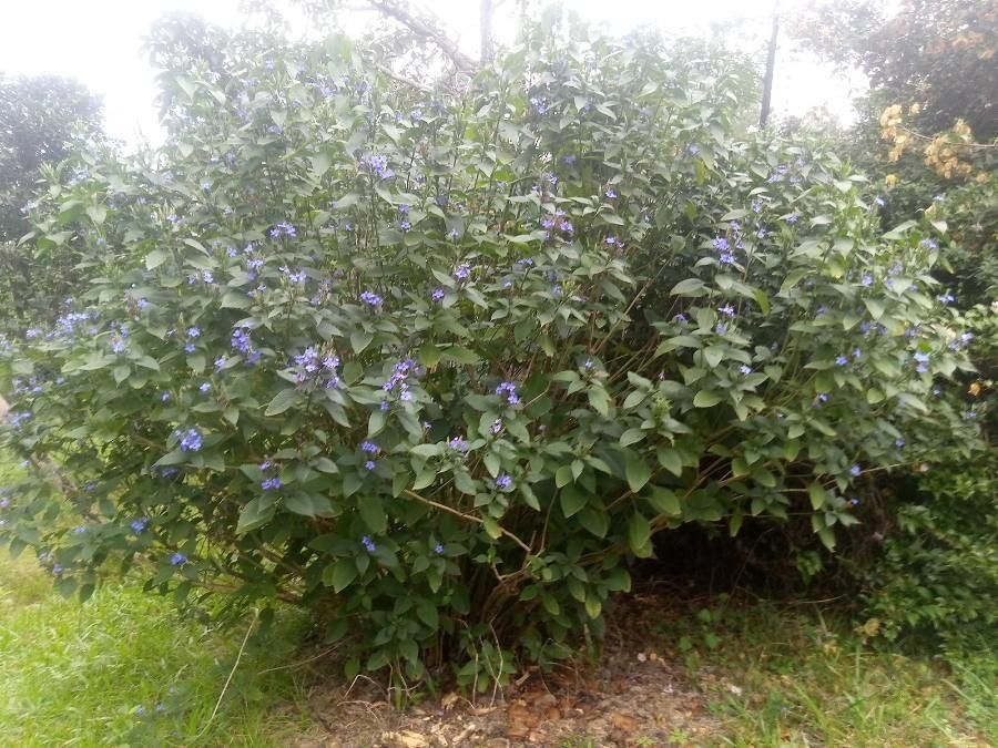 Eranthemum pulchellum habit