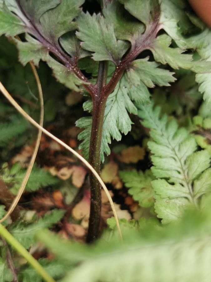 Anisocampium niponicum bark