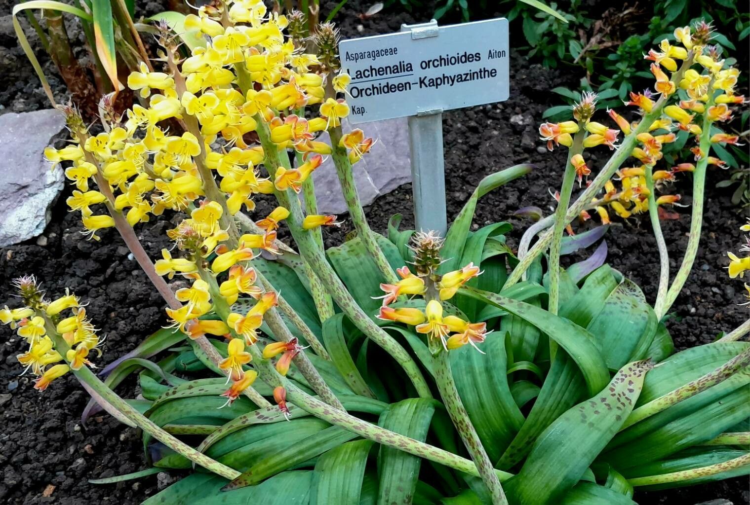 Lachenalia orchioides habit