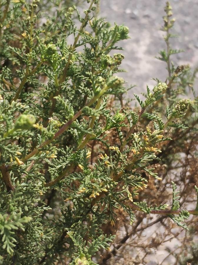 Ambrosia artemisioides leaf