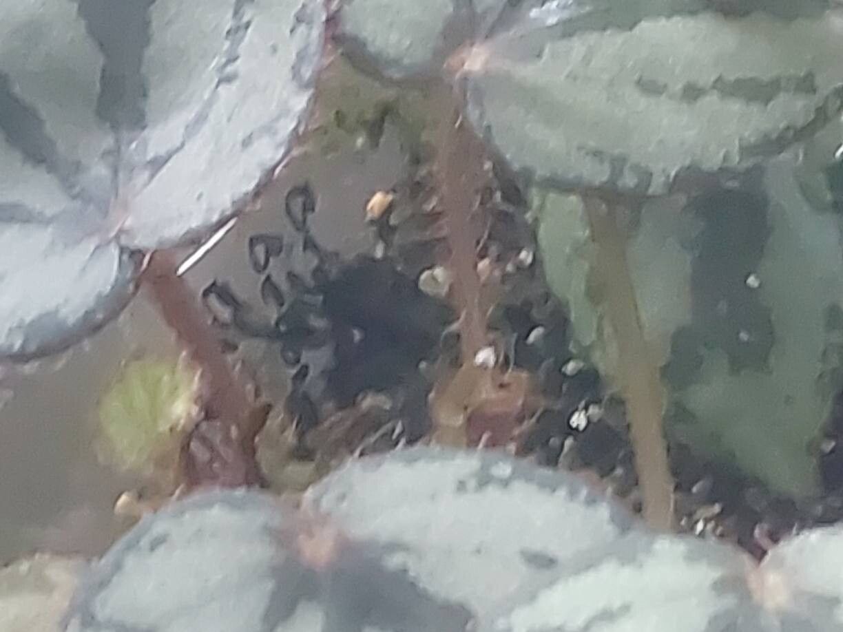 Begonia luzonensis bark