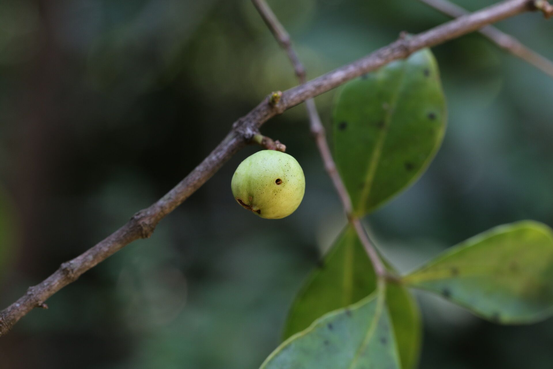 Memecylon flavovirens fruit