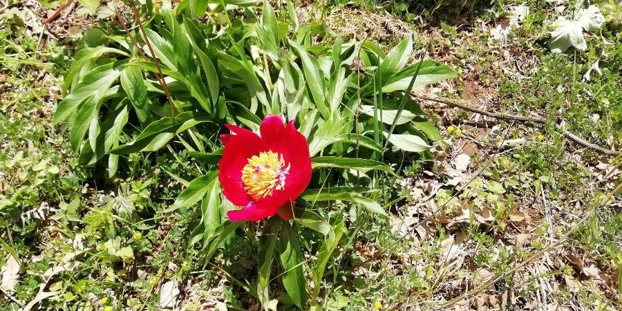 Paeonia peregrina habit