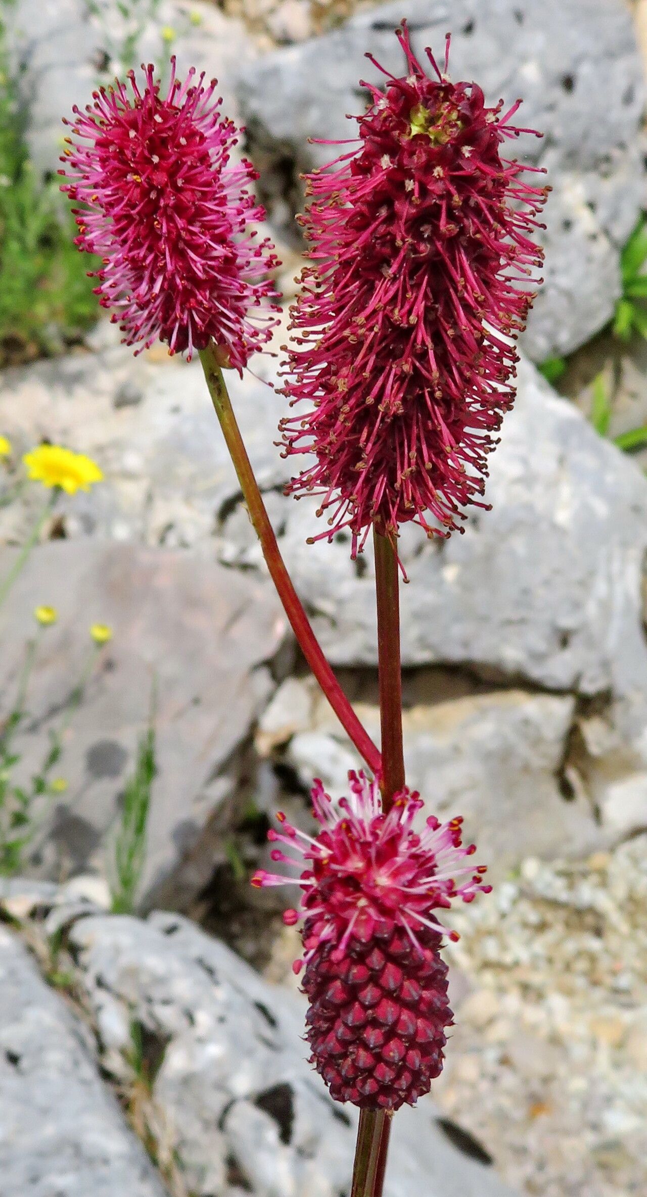 Sanguisorba menendezii flower