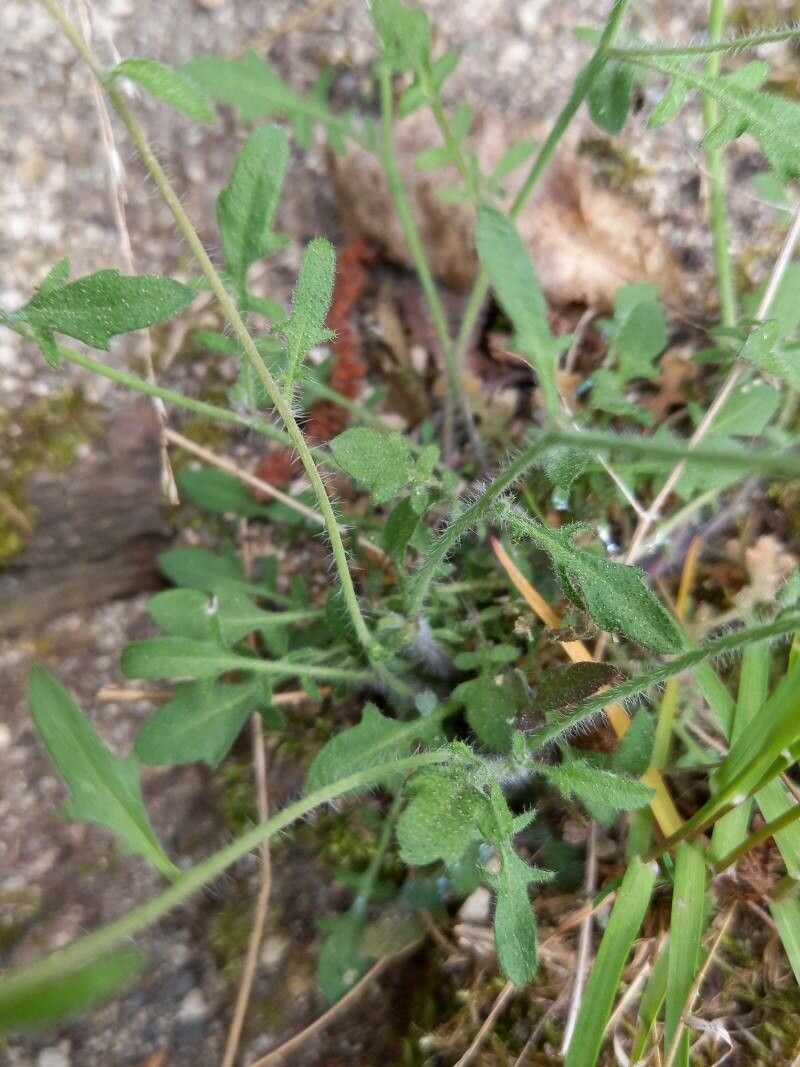 Arabidopsis arenosa leaf