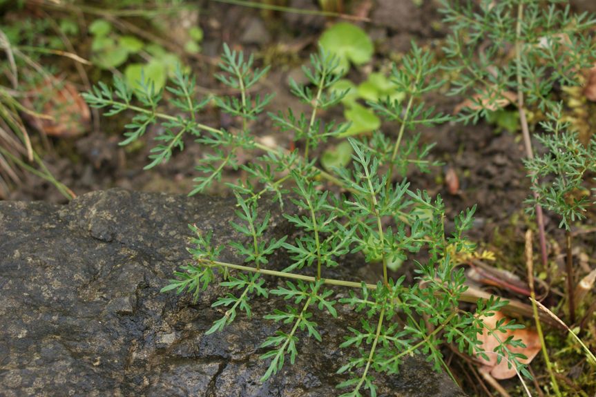 Peucedanum palustre habit