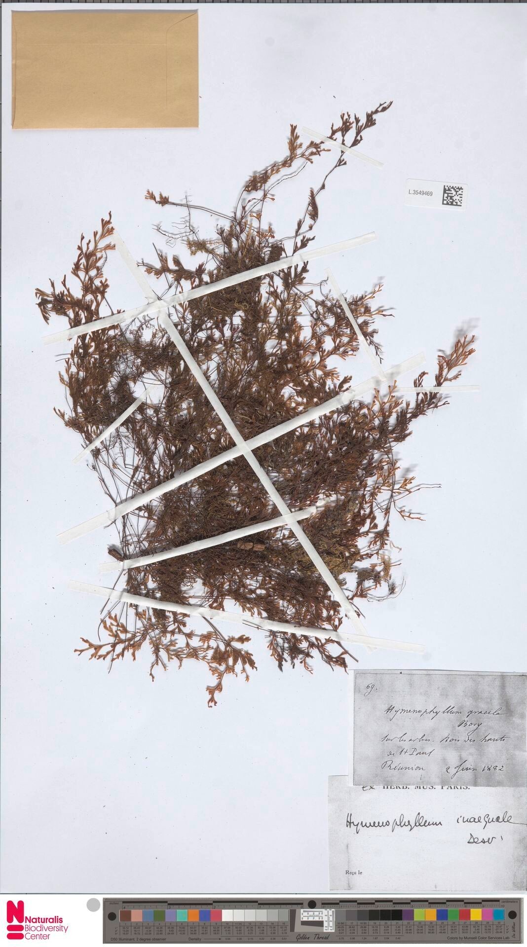 Hymenophyllum fumarioides — houseplant care guide