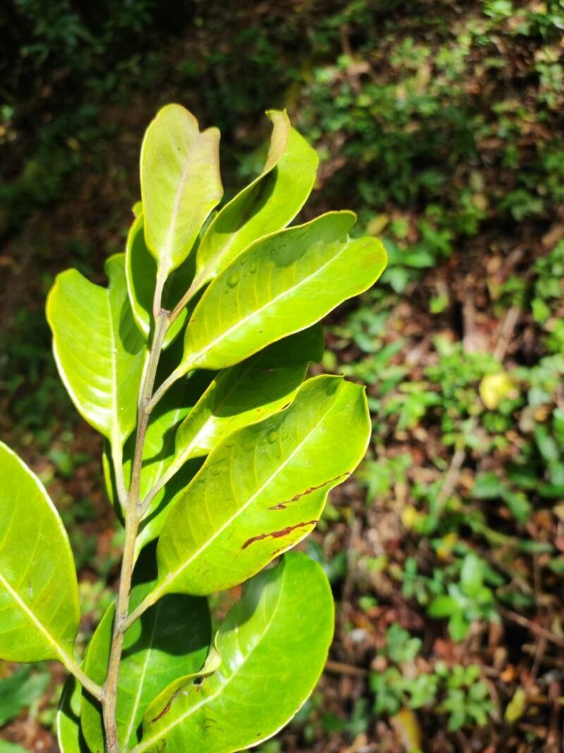 Eugenia monteverdensis leaf