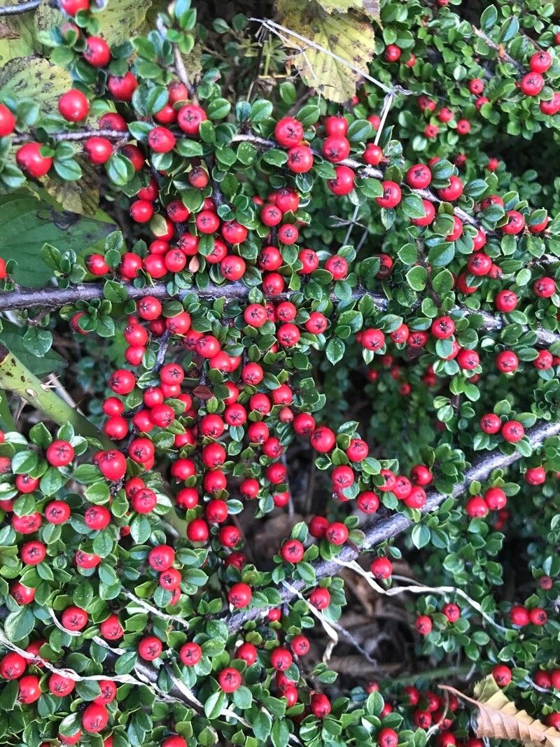 Cotoneaster nanshan fruit