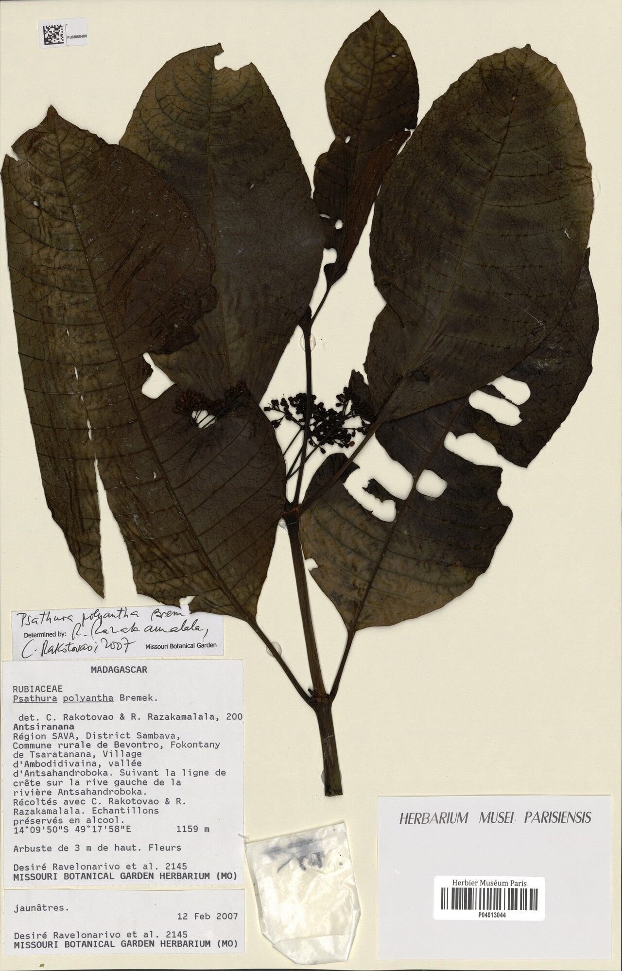 Psychotria batopedina — houseplant care guide