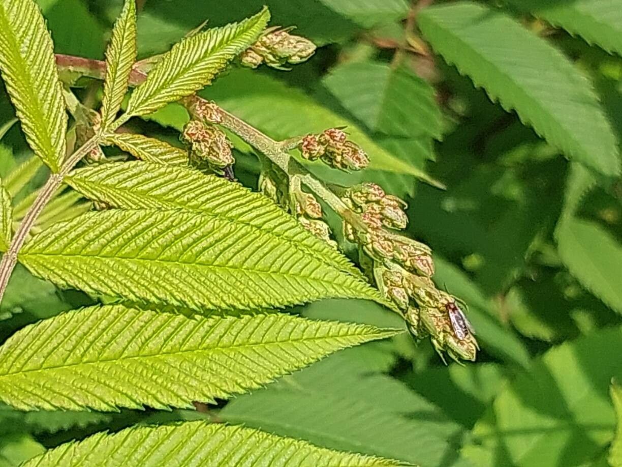 Sorbaria grandiflora other