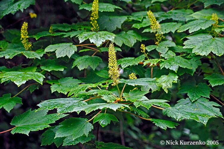 Acer caudatum leaf