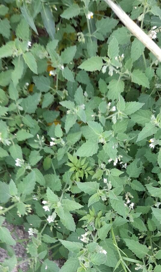 Solanum tweedianum habit