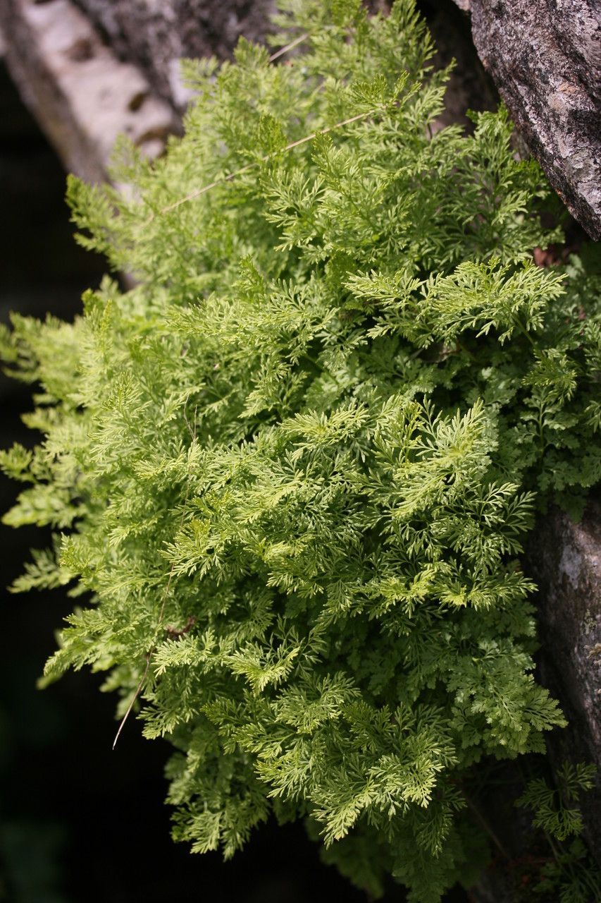 Hymenophyllum tunbrigense habit