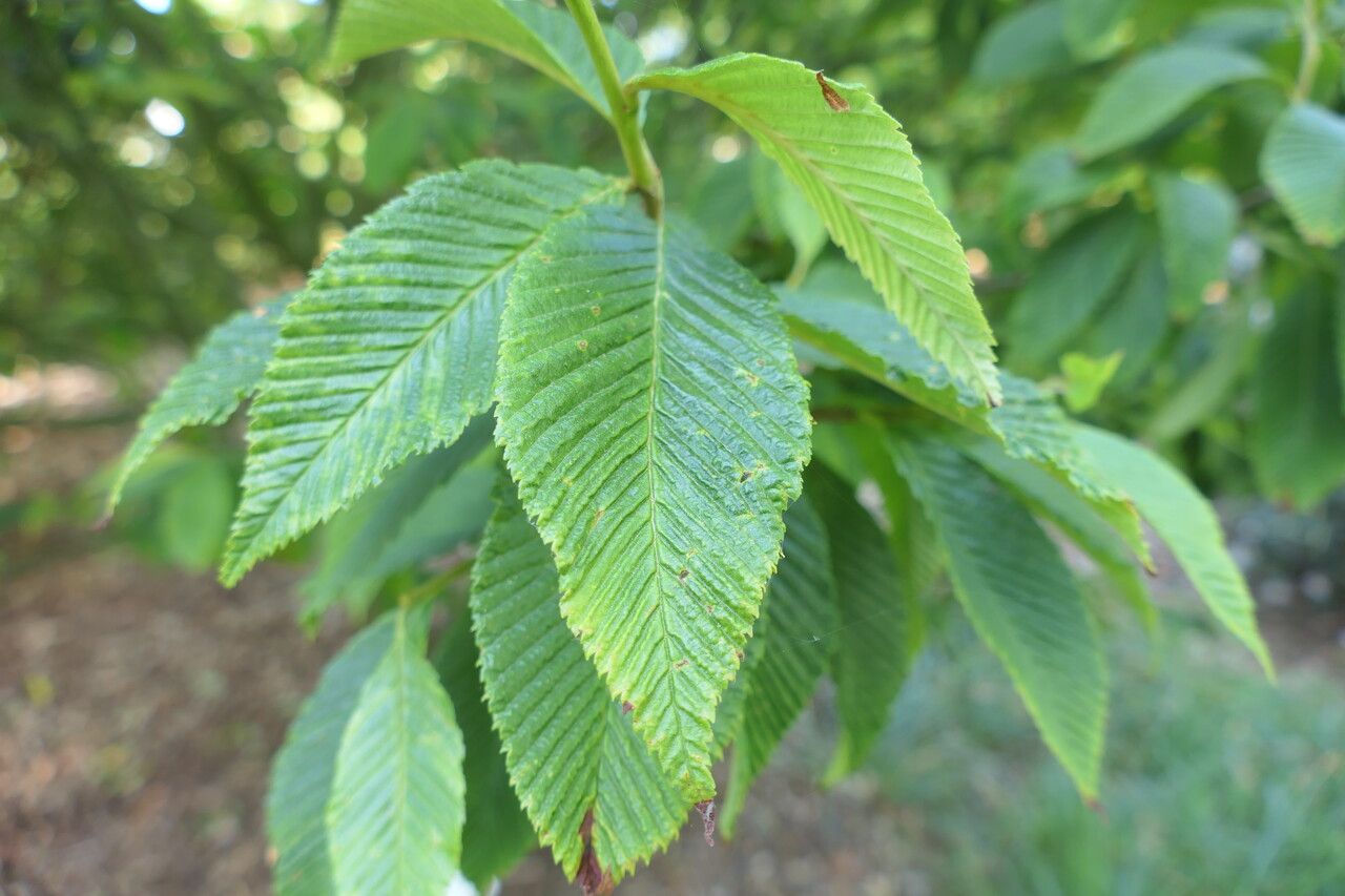 Sorbus meliosmifolia — houseplant care guide