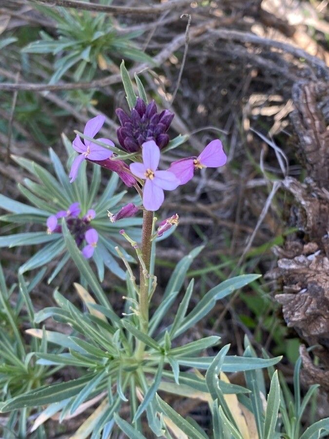 Erysimum albescens flower