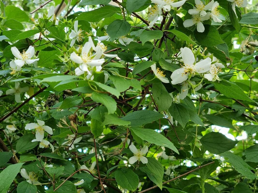 Philadelphus inodorus flower