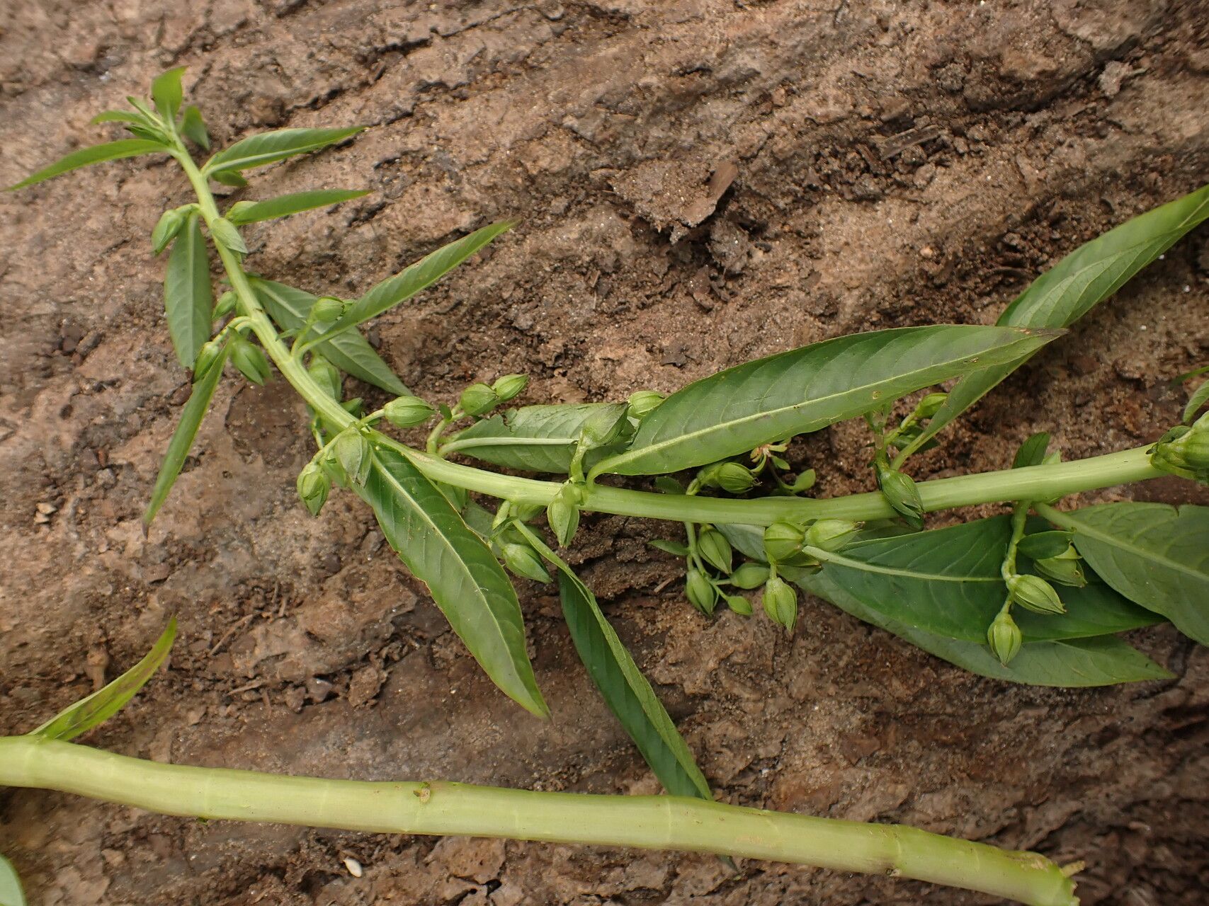 Hydrolea palustris habit