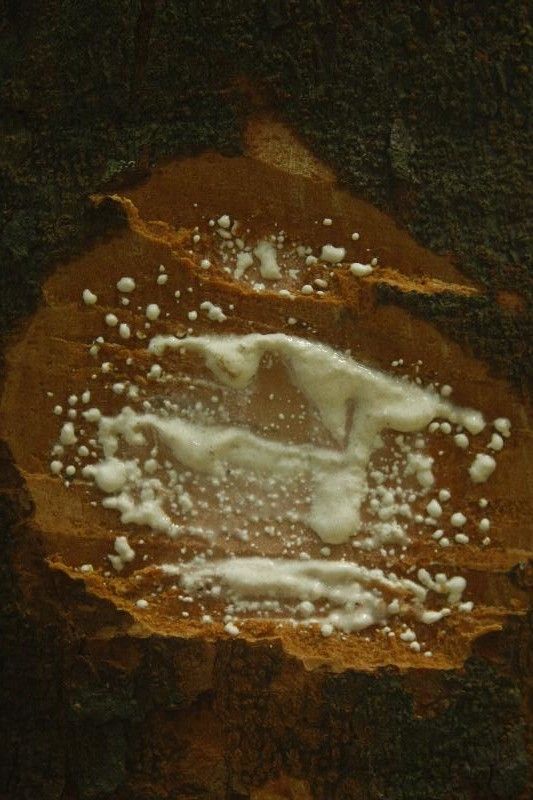 Parahancornia fasciculata other