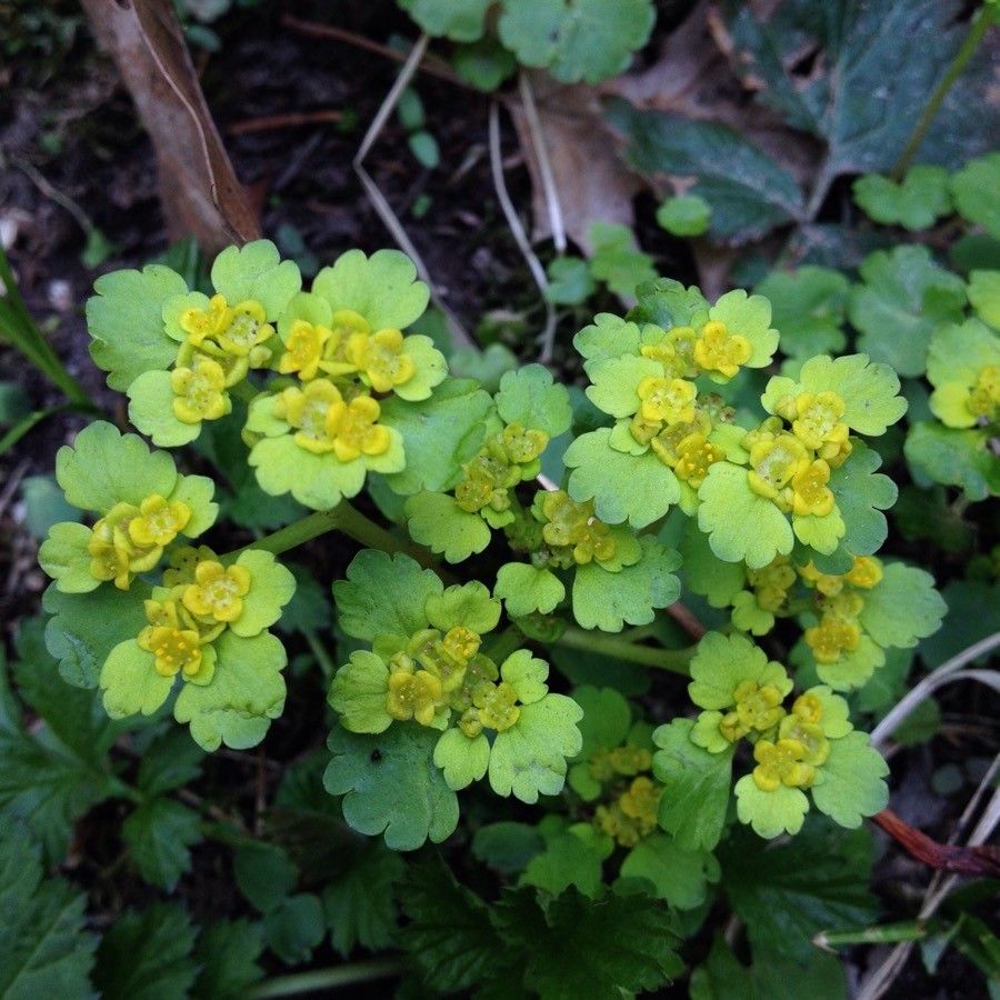 Chrysosplenium alternifolium flower