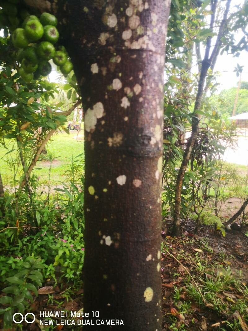 Ficus nota bark