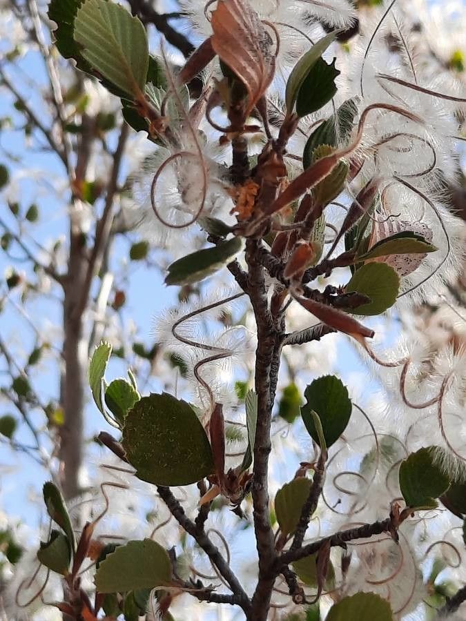 Cercocarpus montanus fruit