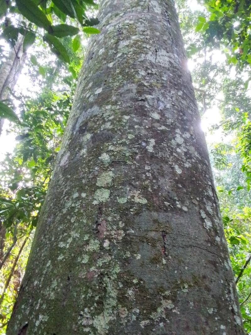 Copaifera mildbraedii bark