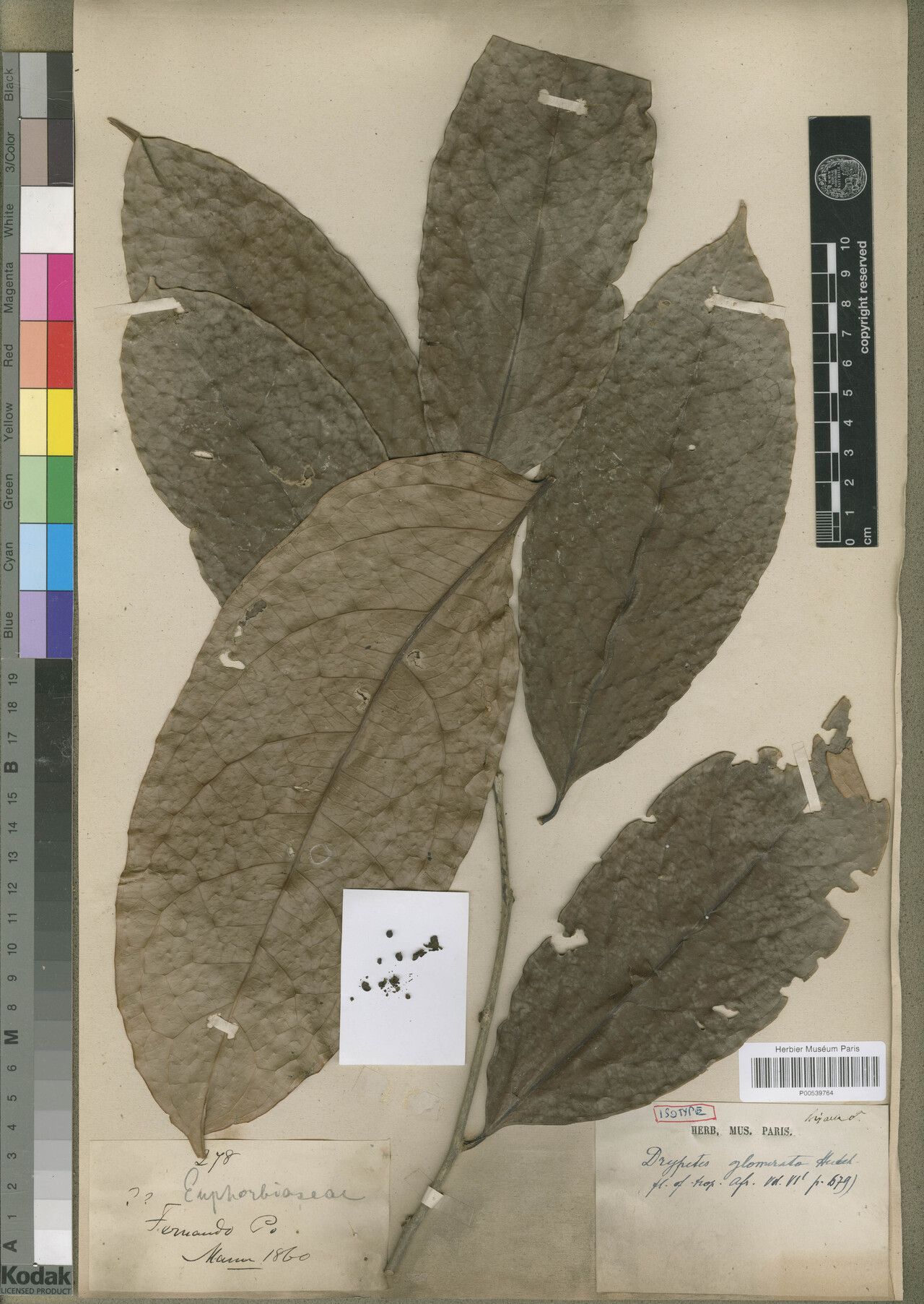 Drypetes fernandopoana — houseplant care guide