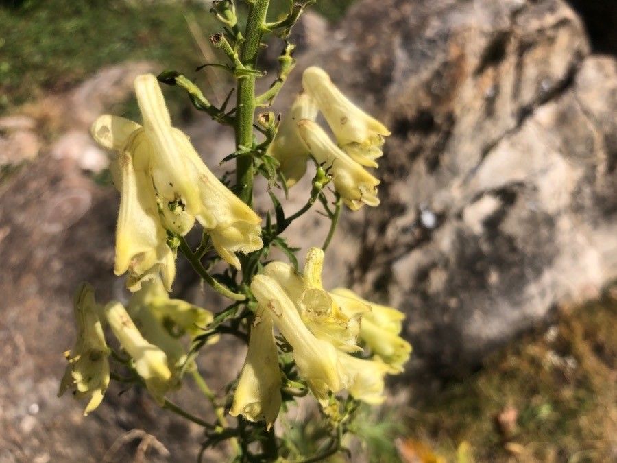 Aconitum vulparia flower