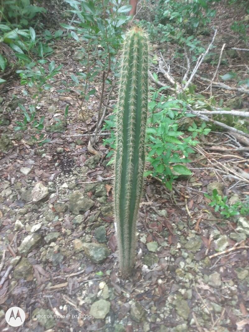 Pilosocereus robinii — search result for 'Pilosocereus'